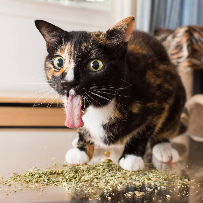 Cat on catnip.