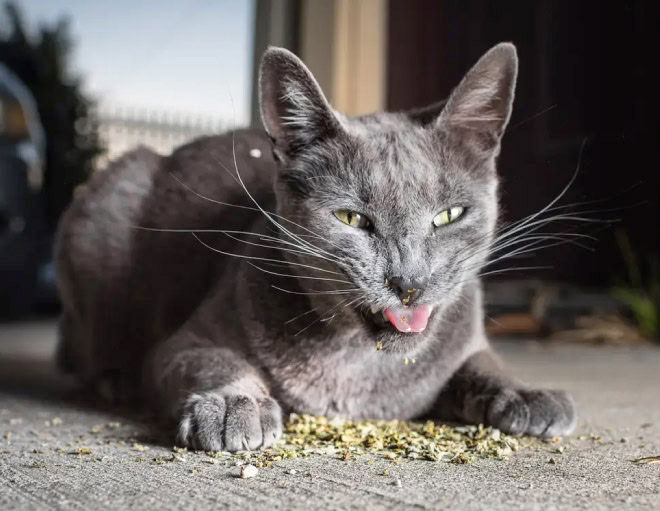 Cat on catnip.