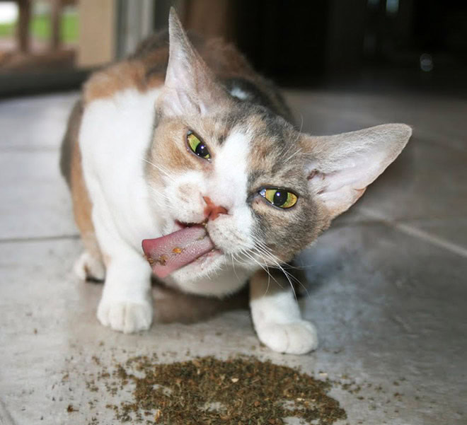 Cat on catnip.