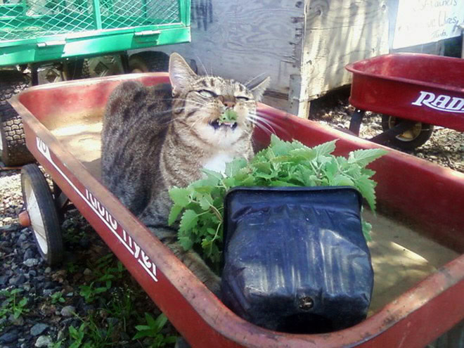 Cat on catnip.