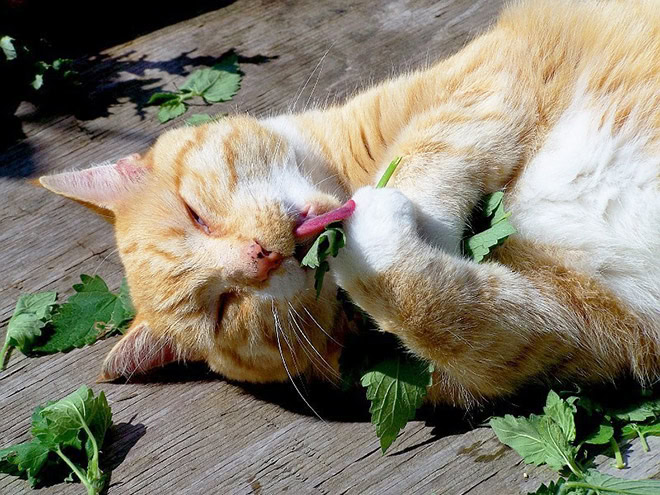 Cat on catnip.