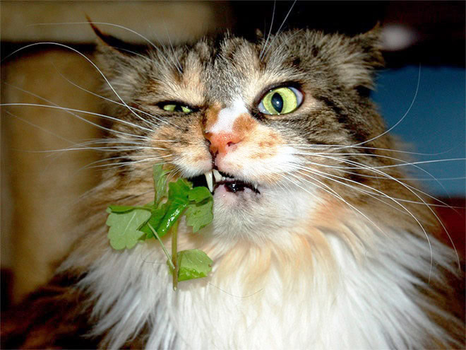 Cat on catnip.