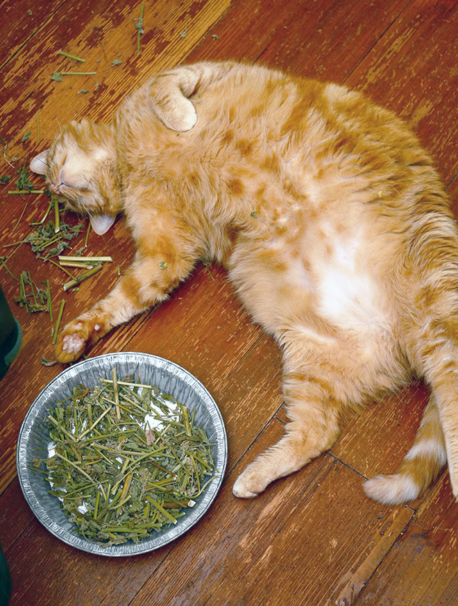 Cat on catnip.