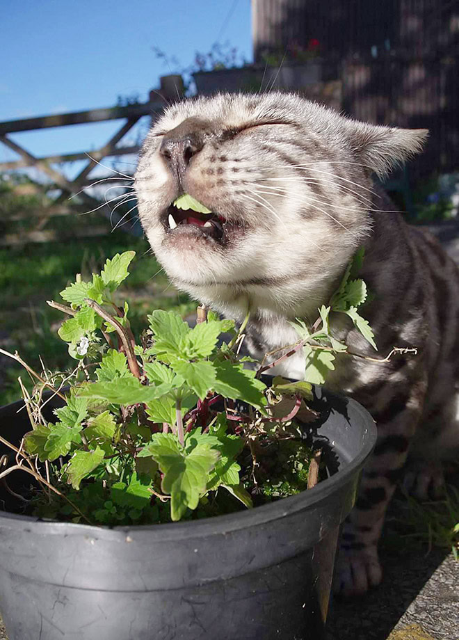 Cat on catnip.