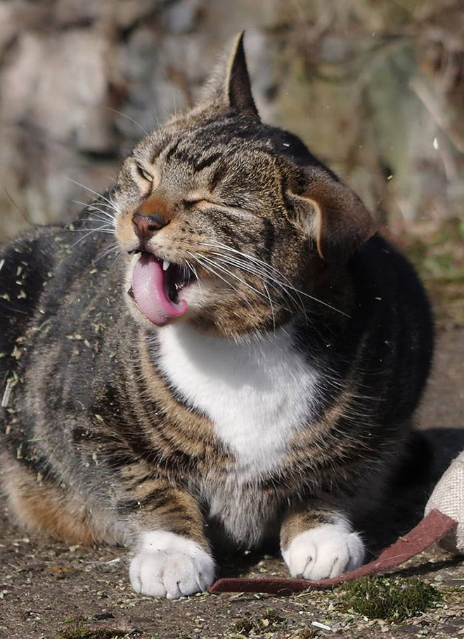 Cat on catnip.