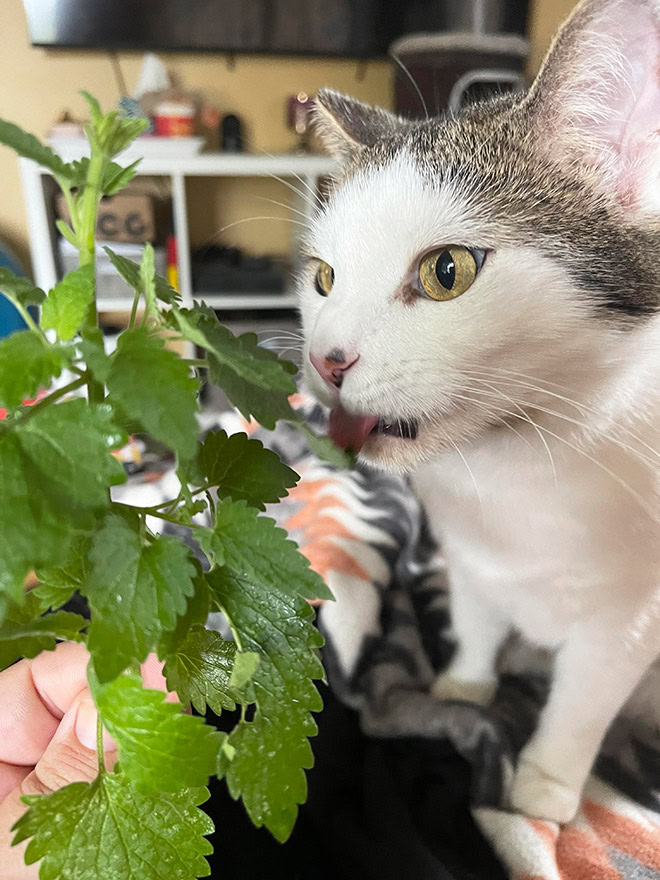 Cat on catnip.