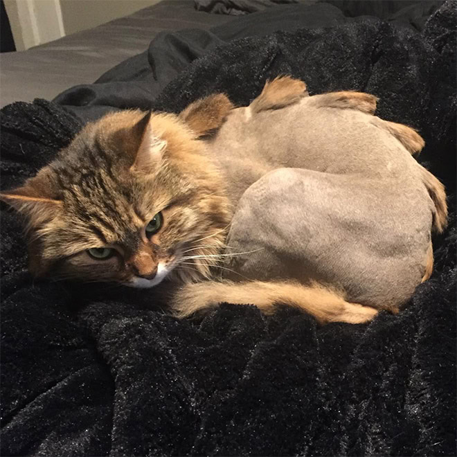 Dinocut dinosaur cat haircut.