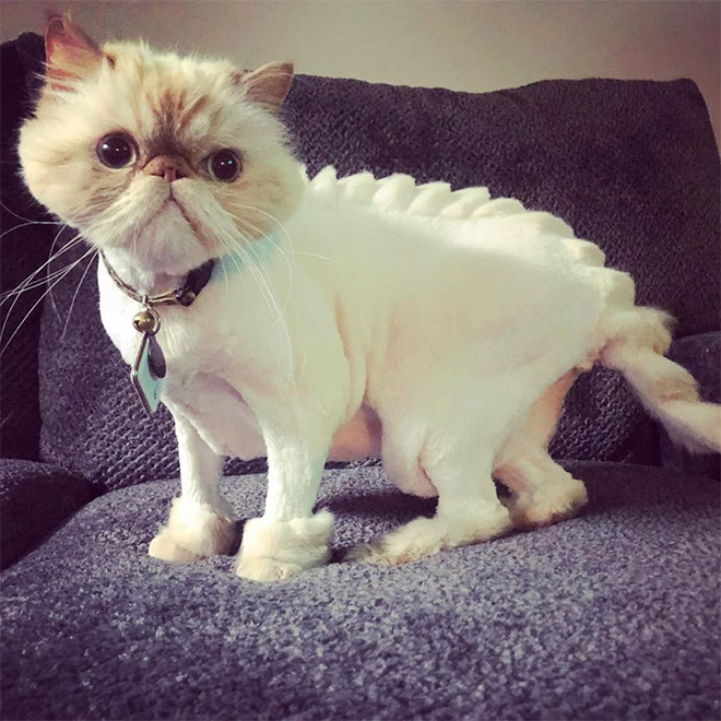 Dinocut dinosaur cat haircut.