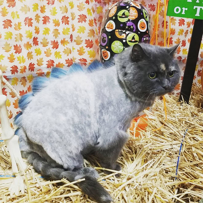 Dinocut dinosaur cat haircut.