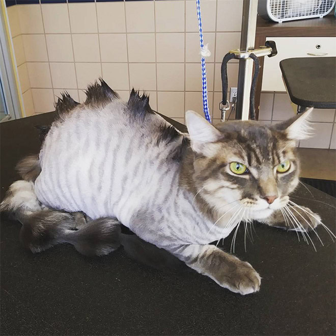 Dinocut dinosaur cat haircut.