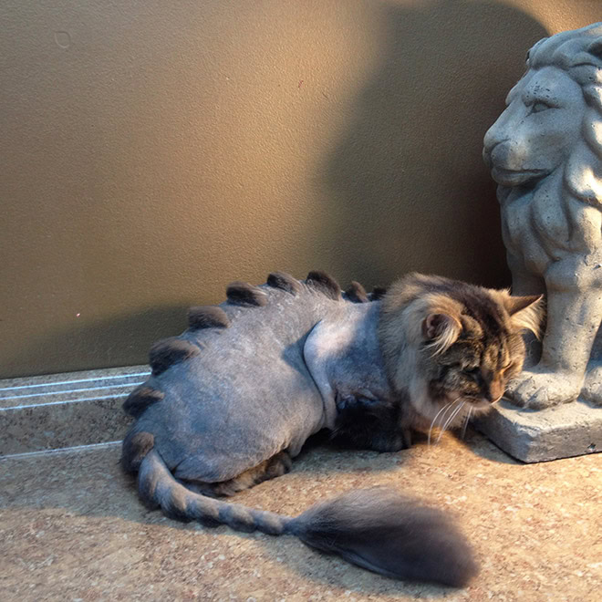 Dinocut dinosaur cat haircut.