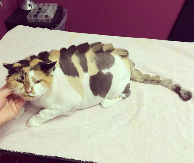 Dinocut dinosaur cat haircut.