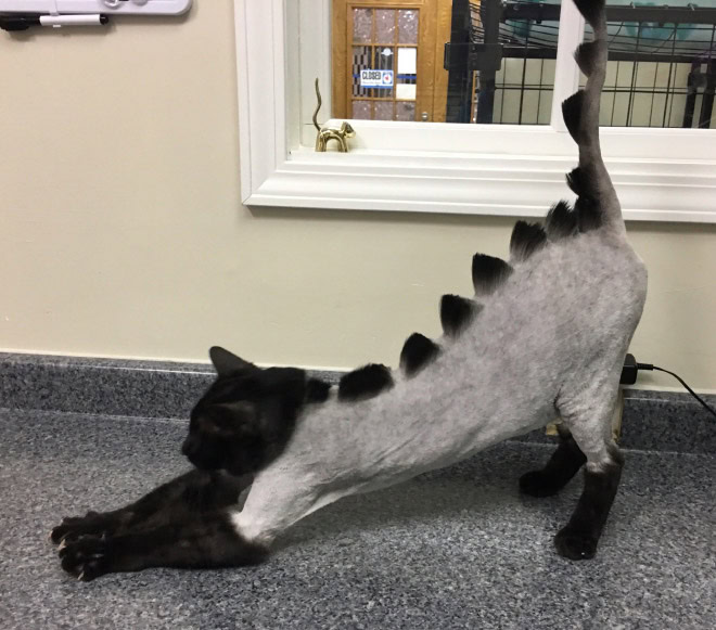 Dinocut dinosaur cat haircut.