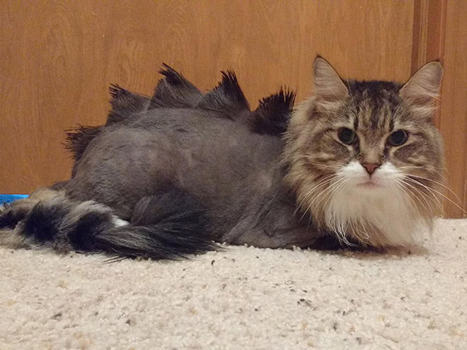 Dinocut dinosaur cat haircut.