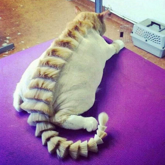 Dinocut dinosaur cat haircut.