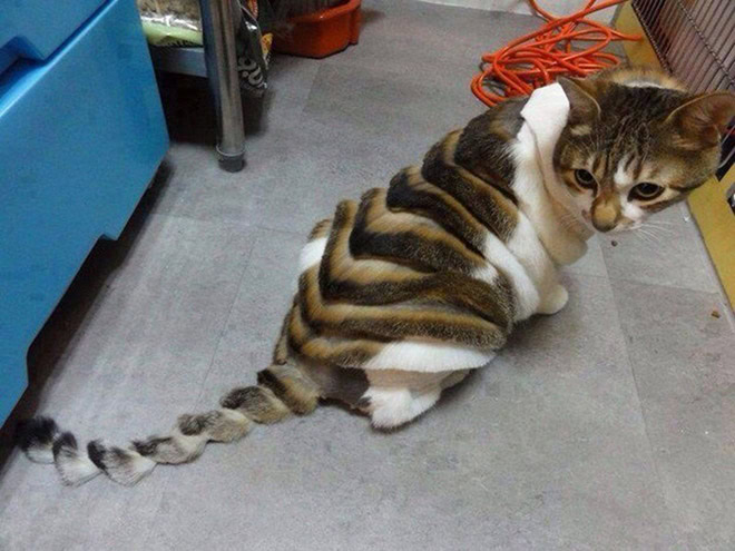 Dinocut dinosaur cat haircut.