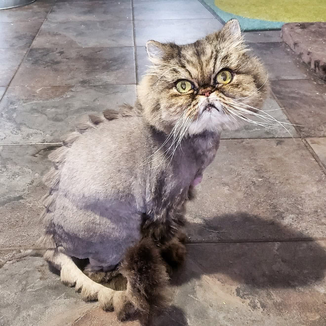 Dinocut dinosaur cat haircut.