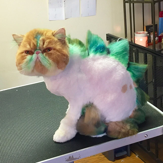 Dinocut dinosaur cat haircut.