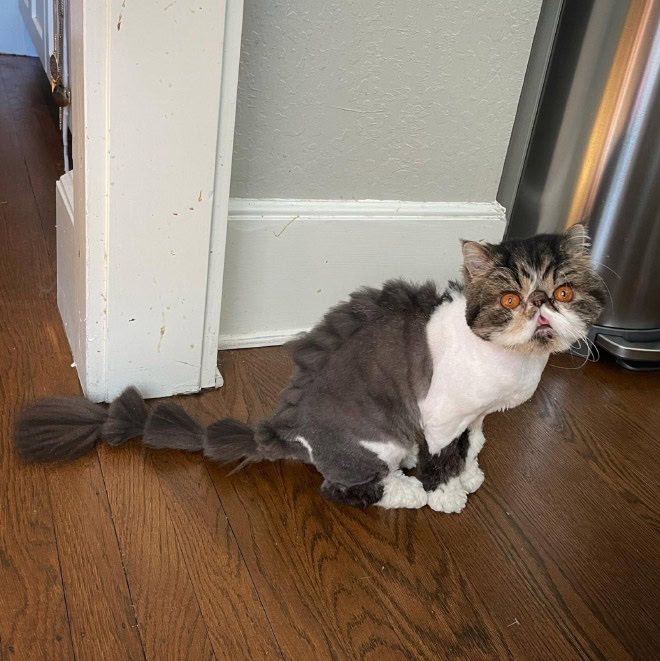 Dinocut dinosaur cat haircut.