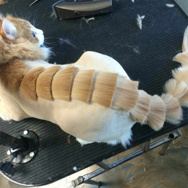 Dinocut dinosaur cat haircut.