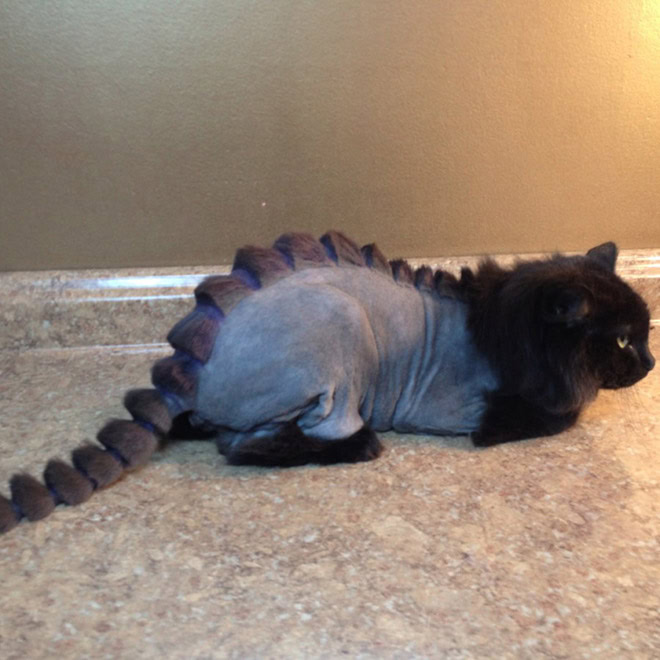 Dinocut dinosaur cat haircut.