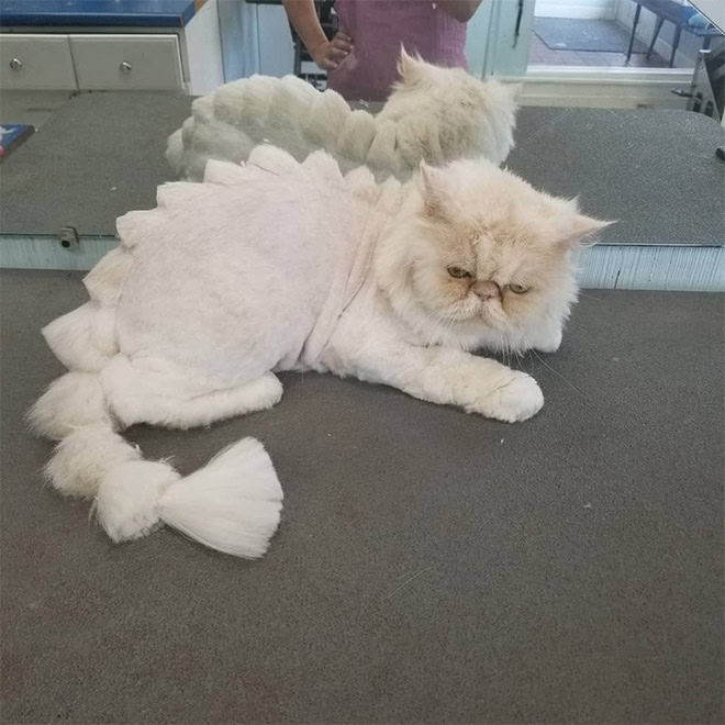 Dinocut dinosaur cat haircut.