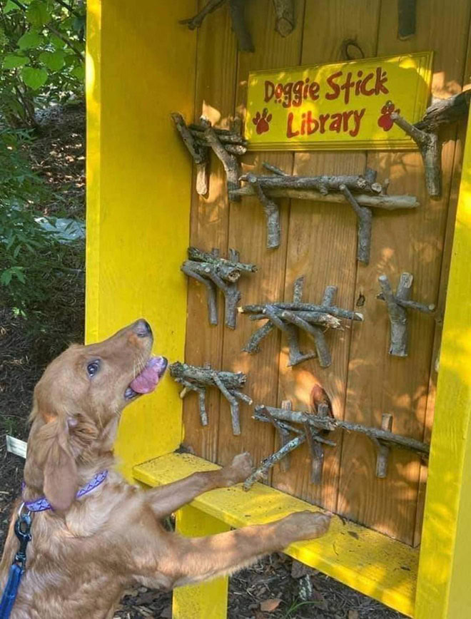 Dog stick library.