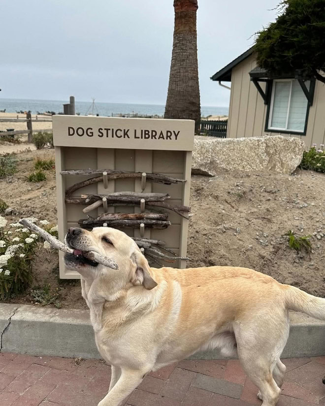 Dog stick library.