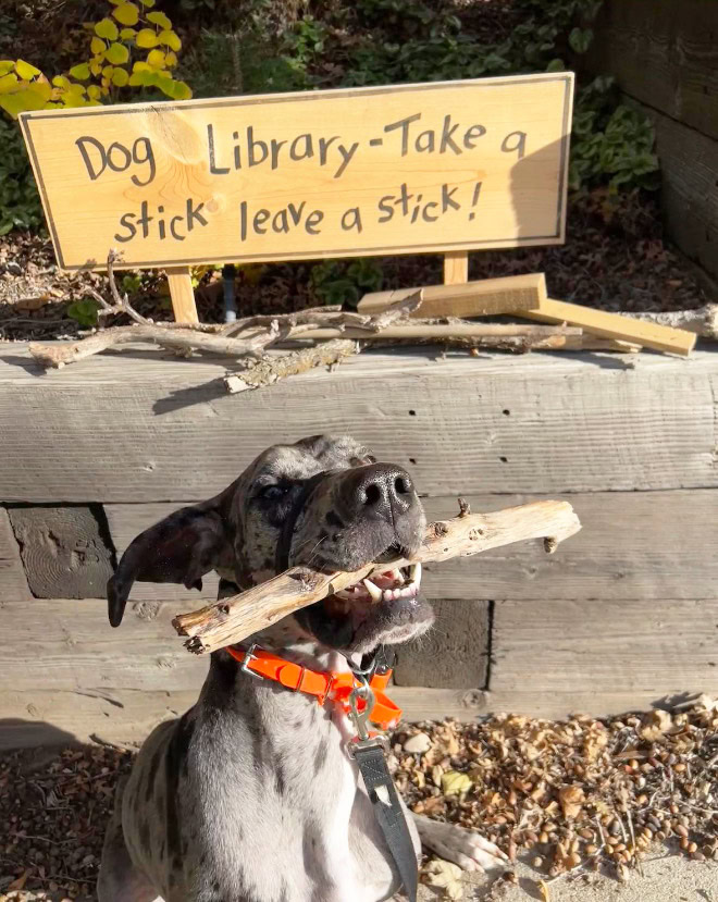 Dog stick library.