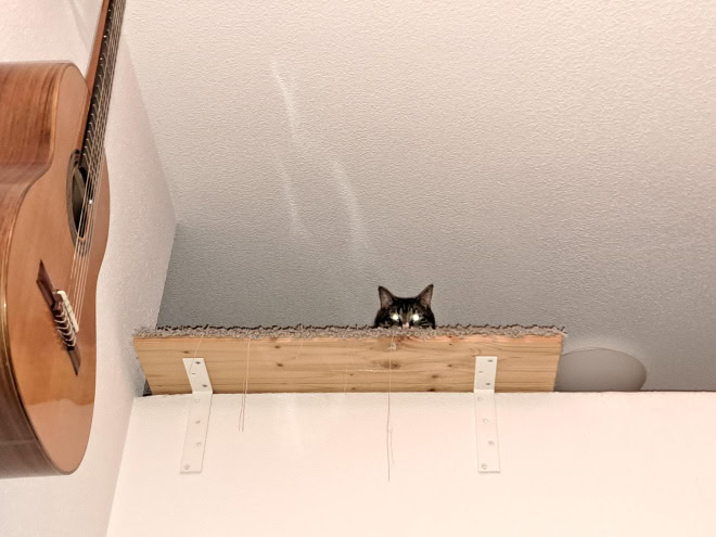 Ninja cat.