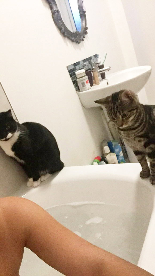 Cats really don't care about your privacy.