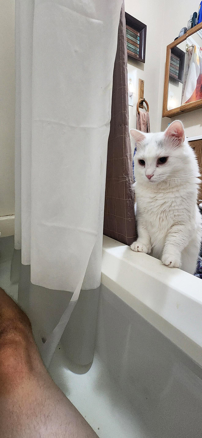 Cats really don't care about your privacy.