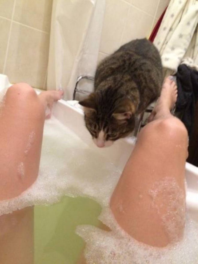 Cats really don't care about your privacy.