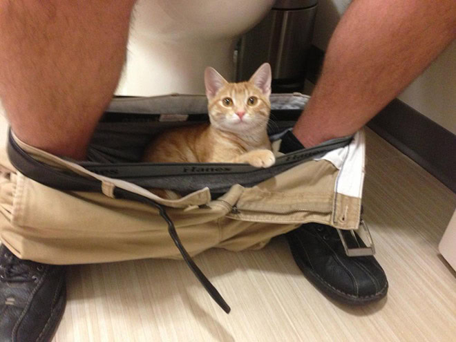 Cats really don't care about your privacy.