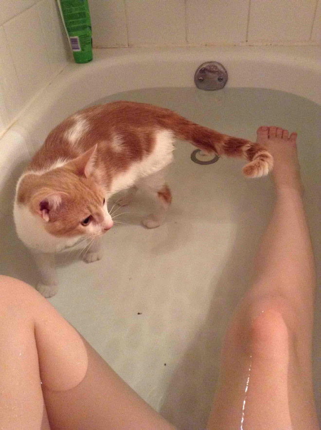 Cats really don't care about your privacy.