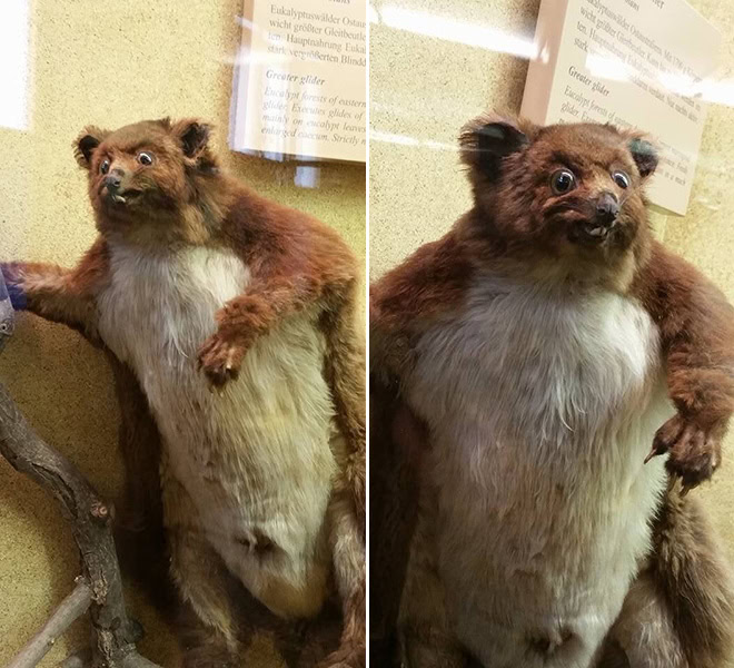 Taxidermy fail.