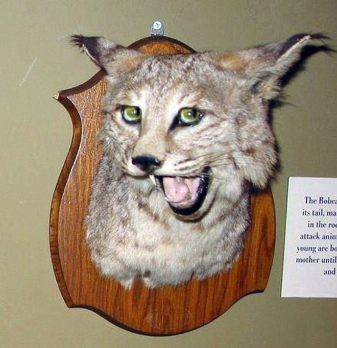 Taxidermy fail.