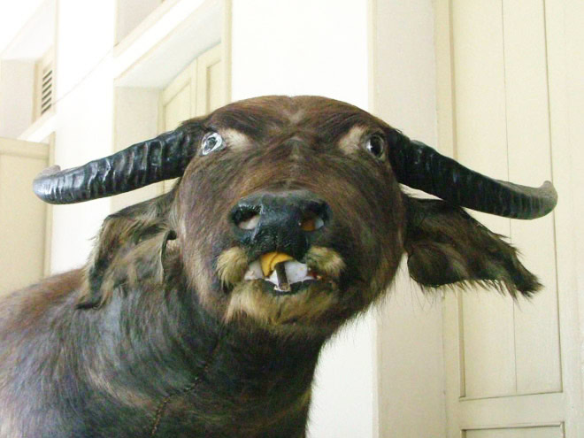 Taxidermy fail.