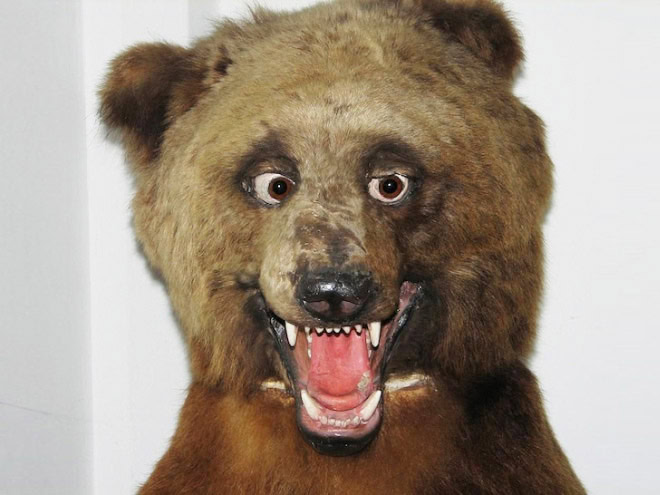 Taxidermy fail.