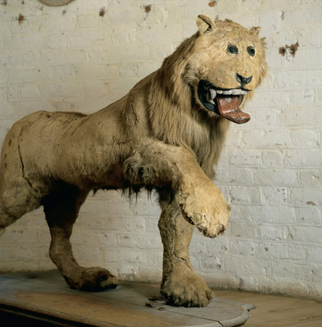 Taxidermy fail.