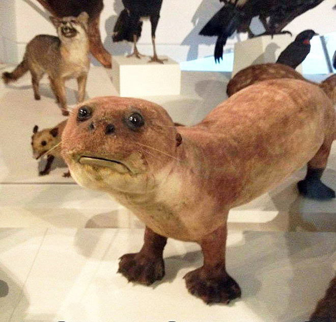 Taxidermy fail.