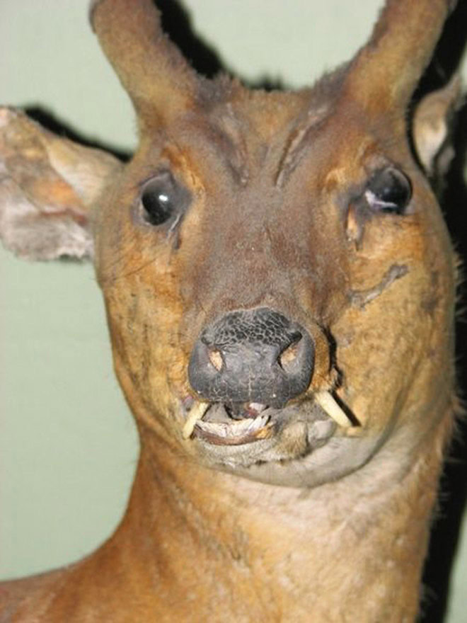 Taxidermy fail.