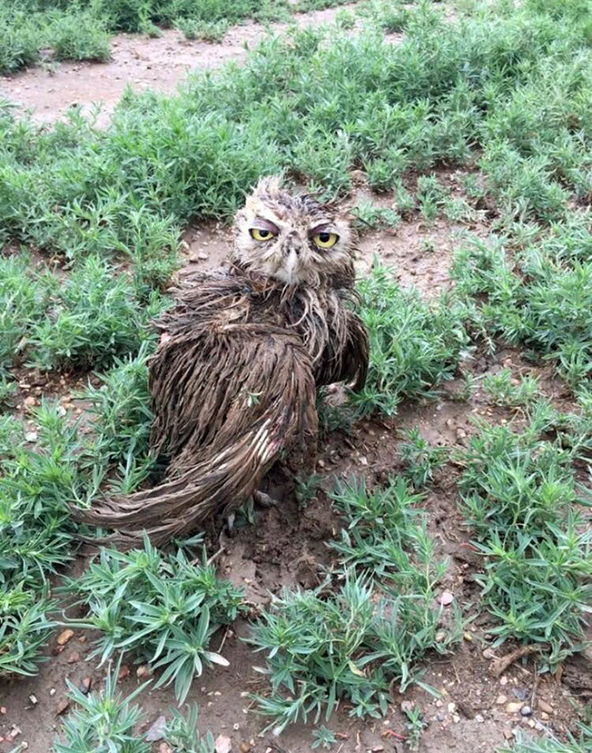 Wet owls are so grumpy!