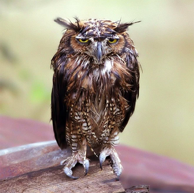 Wet owls are so grumpy!