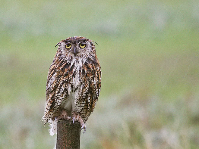 Wet owls are so grumpy!