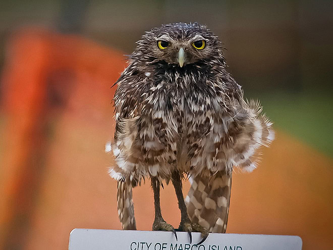 Wet owls are so grumpy!