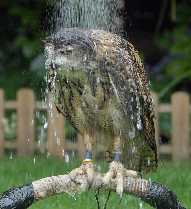 Wet owls are so grumpy!