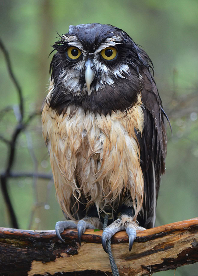 Wet owls are so grumpy!