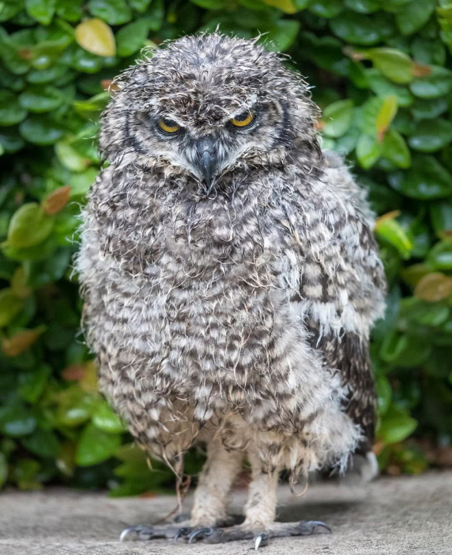 Wet owls are so grumpy!