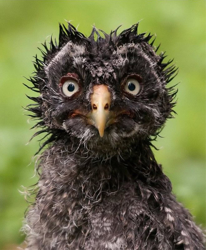 Wet owls are so grumpy!